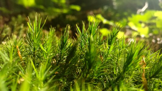 Moss nature Free photos