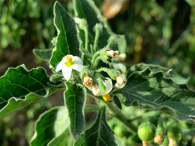 Schwarzer Nachtschatten (Solanum nigrum) an einer Ruderalstelle in der Berlinallee in Hockenheim
