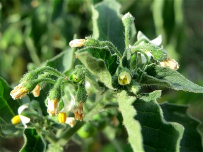 Schwarzer Nachtschatten (Solanum nigrum) an einer Ruderalstelle in der Berlinallee in Hockenheim