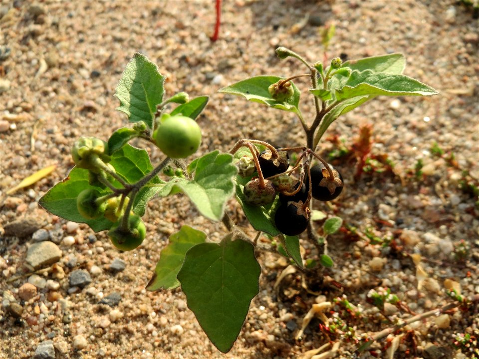 Schwarzer Nachtschatten (Solanum nigrum) auf einer Ruderalfläche am Messplatz Hockenheim - nachdem die Fläche vor einigen Wochen einplaniert wurde wachsen hier viele Pflanzen in Kleinformat