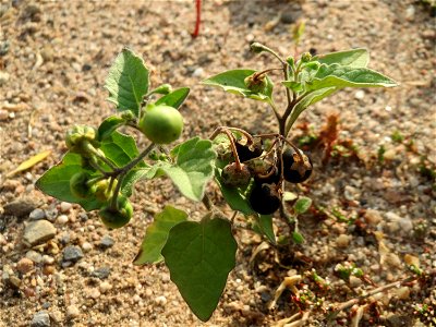 Schwarzer Nachtschatten (Solanum nigrum) auf einer Ruderalfläche am Messplatz Hockenheim - nachdem die Fläche vor einigen Wochen einplaniert wurde wachsen hier viele Pflanzen in Kleinformat