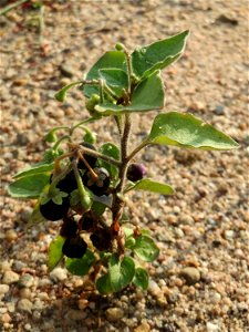 Schwarzer Nachtschatten (Solanum nigrum) auf einer Ruderalfläche am Messplatz Hockenheim - nachdem die Fläche vor einigen Wochen einplaniert wurde wachsen hier viele Pflanzen in Kleinformat