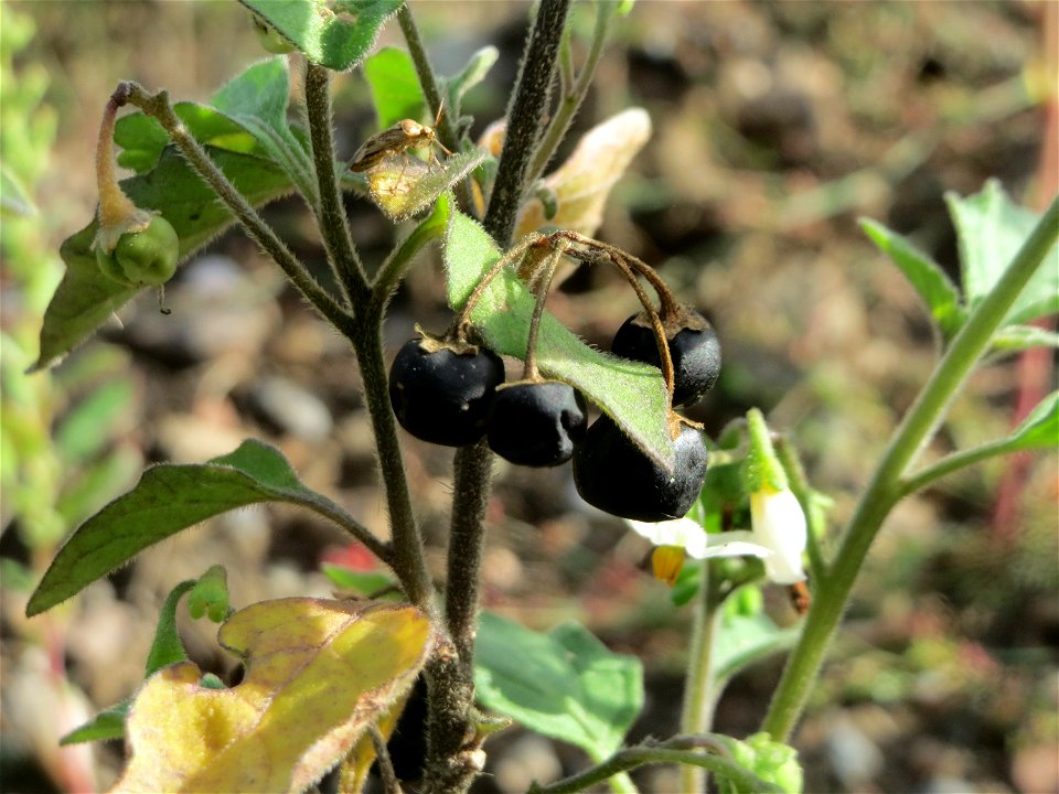 Schwarzer Nachtschatten (Solanum nigrum) am Messplatz in Hockenheim