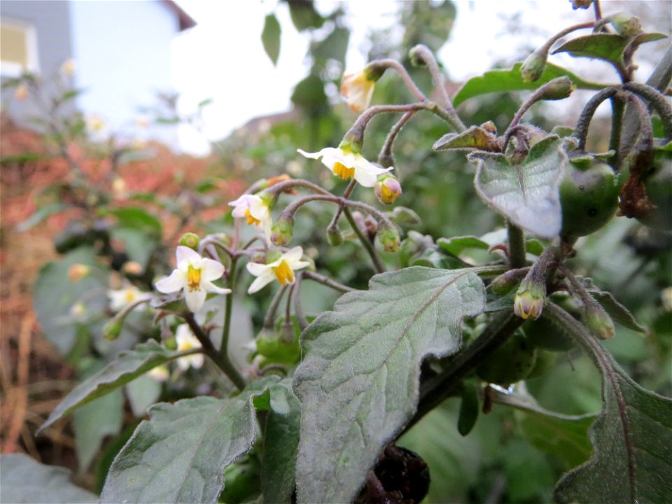 Schwarzer Nachtschatten (Solanum nigrum) in Hockenheim