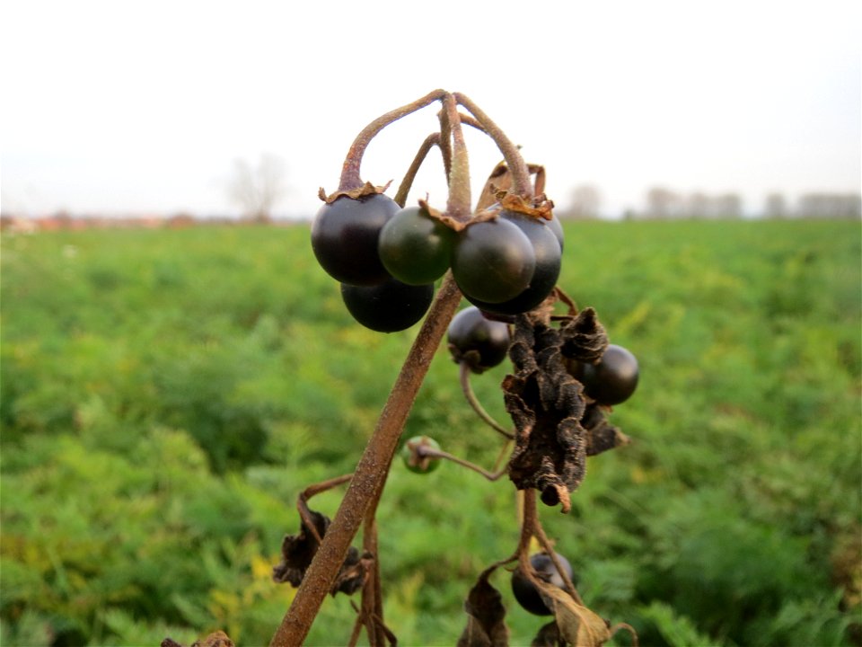Typische Feldrandvegetation: Schwarzer Nachtschatten (Solanum nigrum) bei Reilingen
