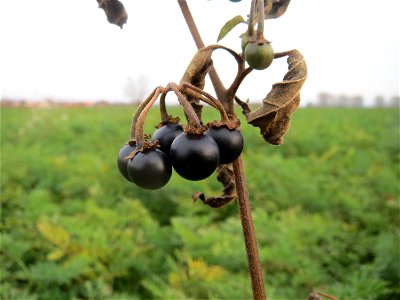 Typische Feldrandvegetation: Schwarzer Nachtschatten (Solanum nigrum) bei Reilingen