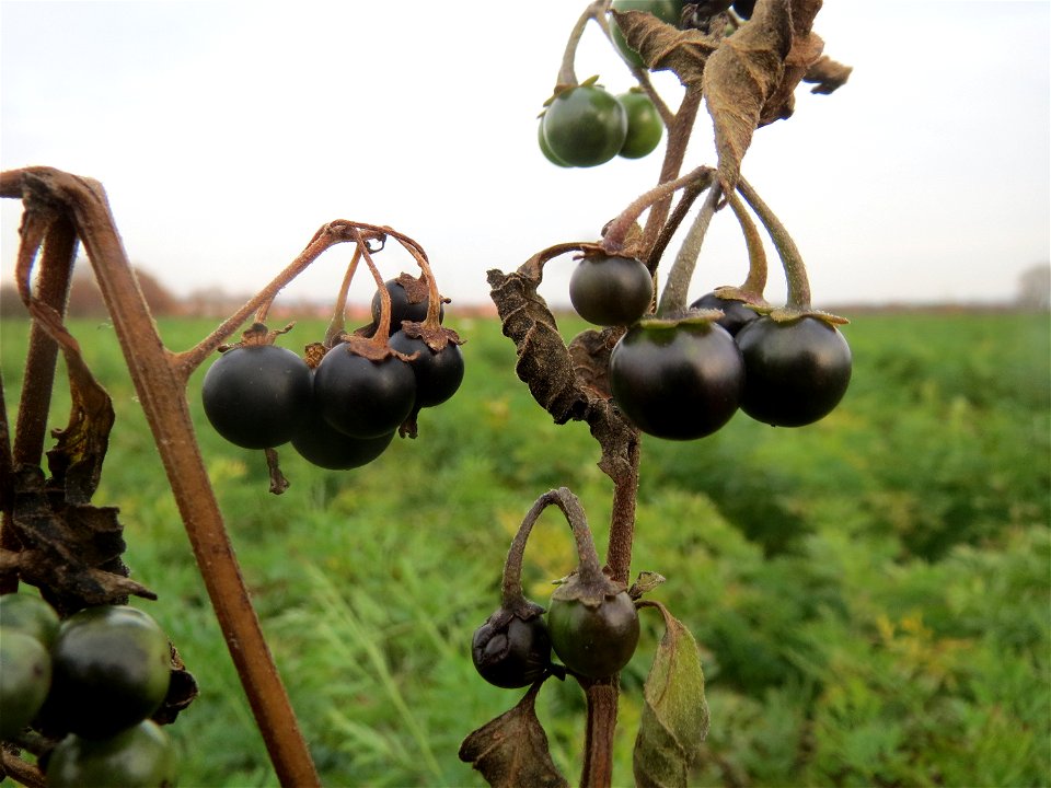 Typische Feldrandvegetation: Schwarzer Nachtschatten (Solanum nigrum) bei Reilingen