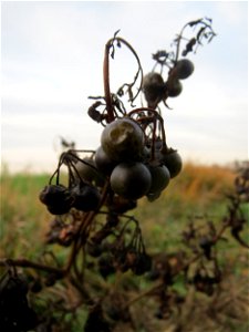 Typische Feldrandvegetation: Schwarzer Nachtschatten (Solanum nigrum) bei Reilingen