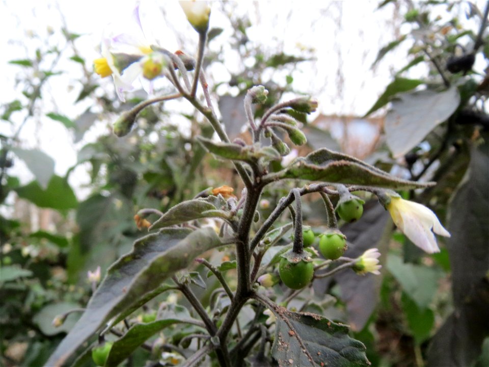 Schwarzer Nachtschatten (Solanum nigrum) auf einer Ruderalfläche an der Berlinallee in Hockenheim
