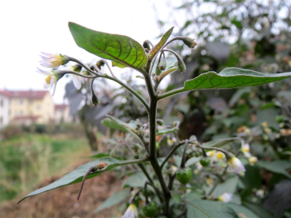 Schwarzer Nachtschatten (Solanum nigrum) auf einer Ruderalfläche an der Berlinallee in Hockenheim