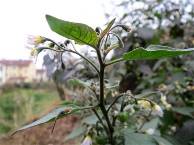 Schwarzer Nachtschatten (Solanum nigrum) auf einer Ruderalfläche an der Berlinallee in Hockenheim