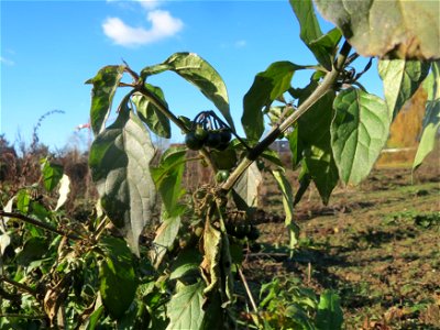 Schwarzer Nachtschatten (Solanum nigrum) bei Neulußheim (Gemarkung Altlußheim)