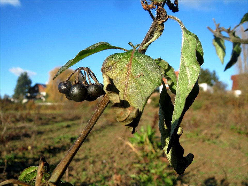 Schwarzer Nachtschatten (Solanum nigrum) bei Neulußheim (Gemarkung Altlußheim)