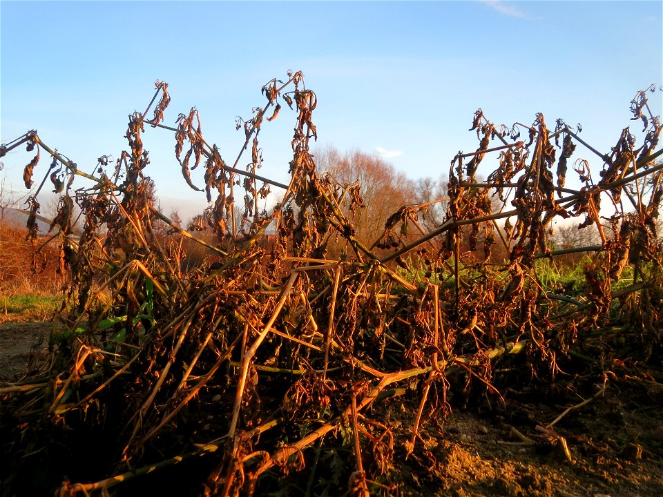 Schwarzer Nachtschatten (Solanum nigrum) in Hockenheim - typische Ackerrand-Vegetation auf sandigen Böden - im Dezember fällt der Nachtschatten in sich zusammen