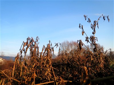 Schwarzer Nachtschatten (Solanum nigrum) in Hockenheim - typische Ackerrand-Vegetation auf sandigen Böden - im Dezember fällt der Nachtschatten in sich zusammen