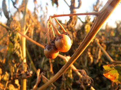 Schwarzer Nachtschatten (Solanum nigrum) in Hockenheim - typische Ackerrand-Vegetation auf sandigen Böden - im Dezember fällt der Nachtschatten in sich zusammen