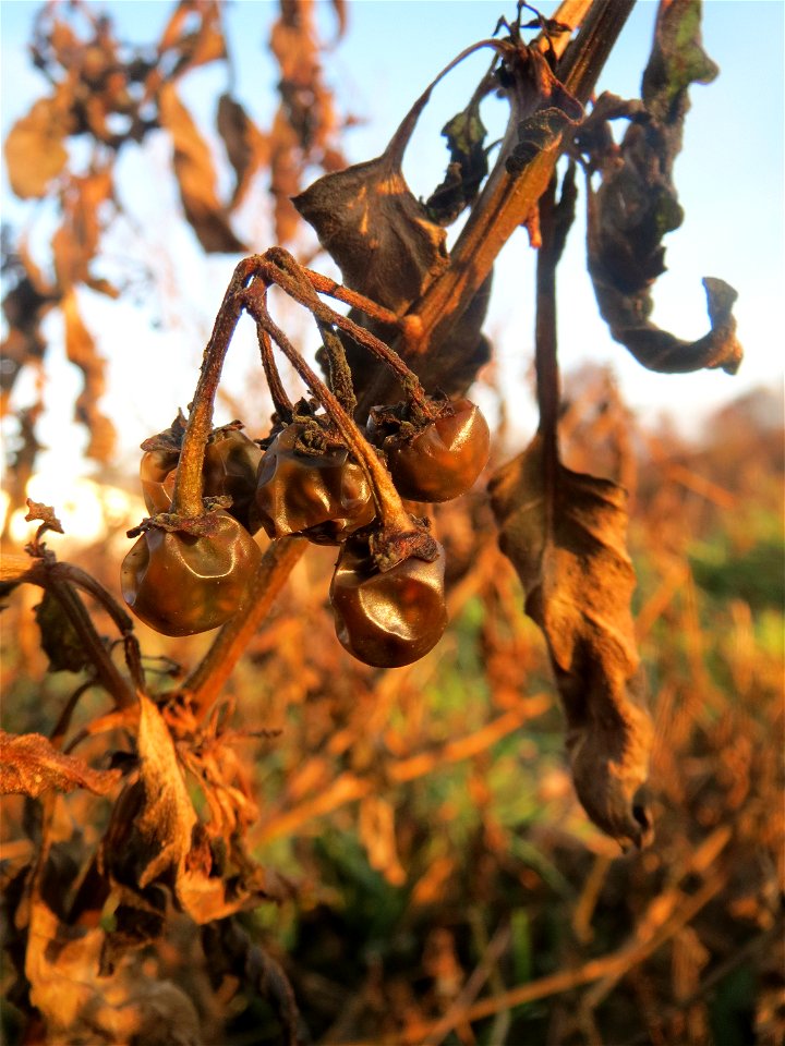 Schwarzer Nachtschatten (Solanum nigrum) in Hockenheim - typische Ackerrand-Vegetation auf sandigen Böden - im Dezember fällt der Nachtschatten in sich zusammen