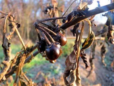 Schwarzer Nachtschatten (Solanum nigrum) in Hockenheim - typische Ackerrand-Vegetation auf sandigen Böden - im Dezember fällt der Nachtschatten in sich zusammen