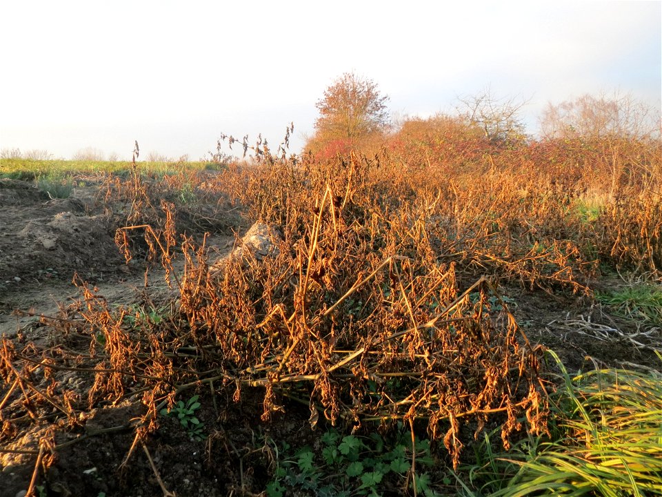 Schwarzer Nachtschatten (Solanum nigrum) in Hockenheim - typische Ackerrand-Vegetation auf sandigen Böden - im Dezember fällt der Nachtschatten in sich zusammen