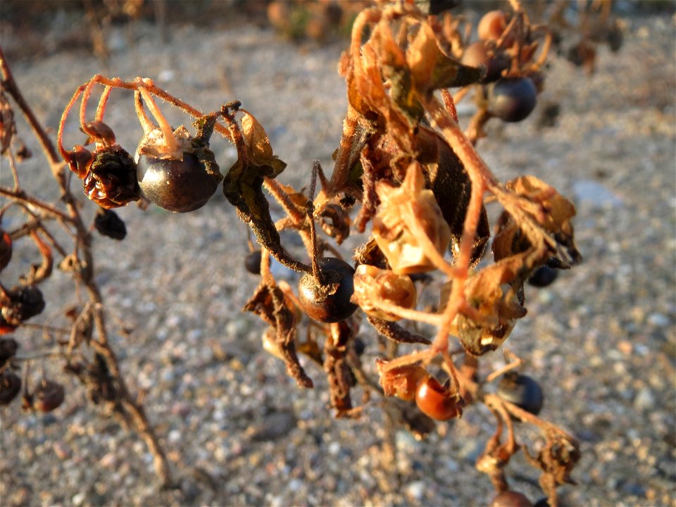 Schwarzer Nachtschatten (Solanum nigrum) auf einer Ruderalfläche am Messplatz Hockenheim - im Dezember fällt der Nachtschatten in sich zusammen