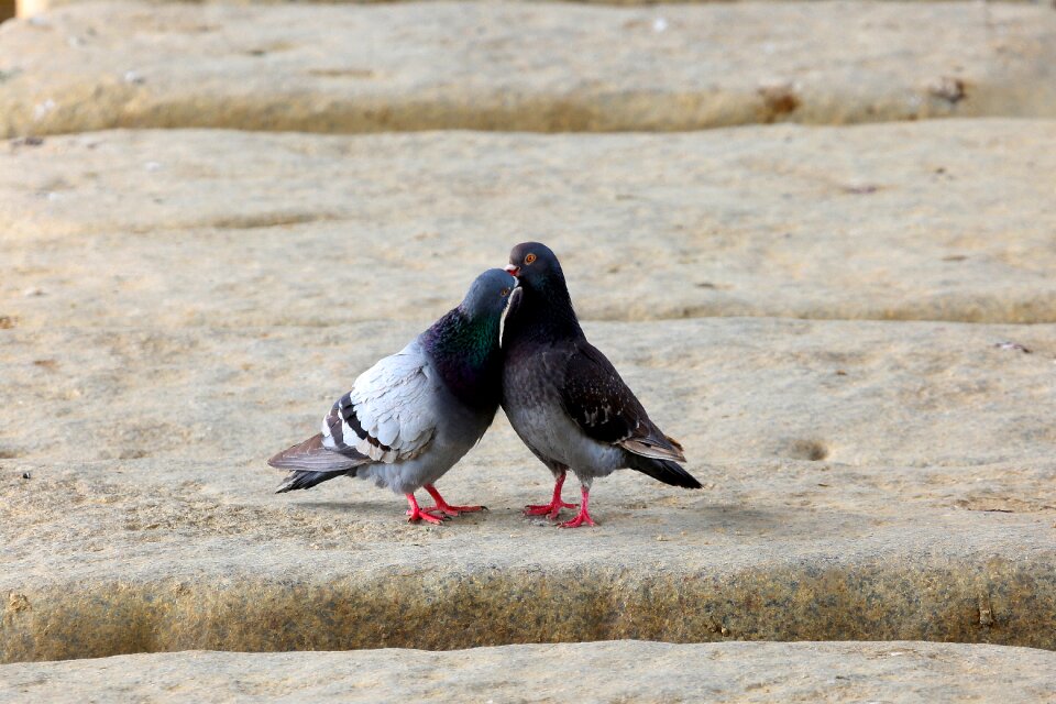 New beak love