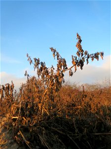 Schwarzer Nachtschatten (Solanum nigrum) in Hockenheim - typische Ackerrand-Vegetation auf sandigen Böden - im Dezember fällt der Nachtschatten in sich zusammen