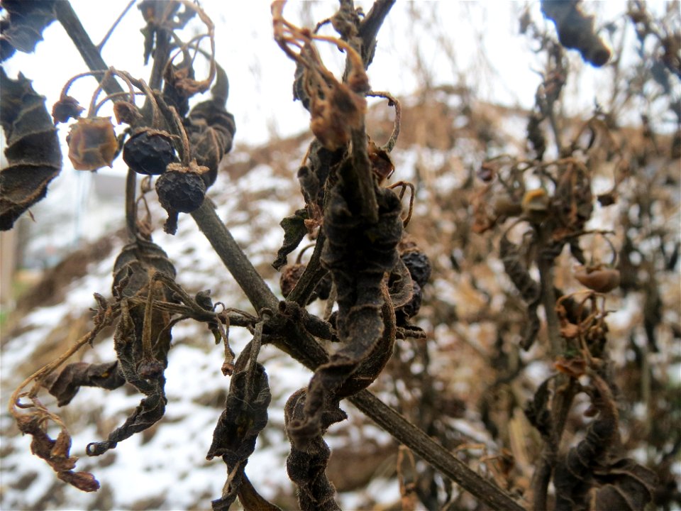 Mumienbotanik: Schwarzer Nachtschatten (Solanum nigrum) auf einer Ruderalfläche an der Berlinallee in Hockenheim
