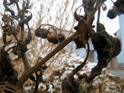 Mumienbotanik: Schwarzer Nachtschatten (Solanum nigrum) auf einer Ruderalfläche an der Berlinallee in Hockenheim