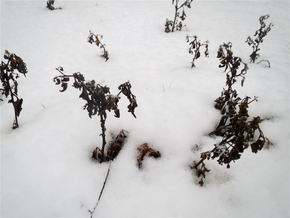 Mumienbotanik: Schwarzer Nachtschatten (Solanum nigrum) im Schnee auf einer Ruderalfläche an der Berlinallee in Hockenheim