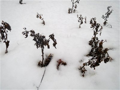 Mumienbotanik: Schwarzer Nachtschatten (Solanum nigrum) im Schnee auf einer Ruderalfläche an der Berlinallee in Hockenheim