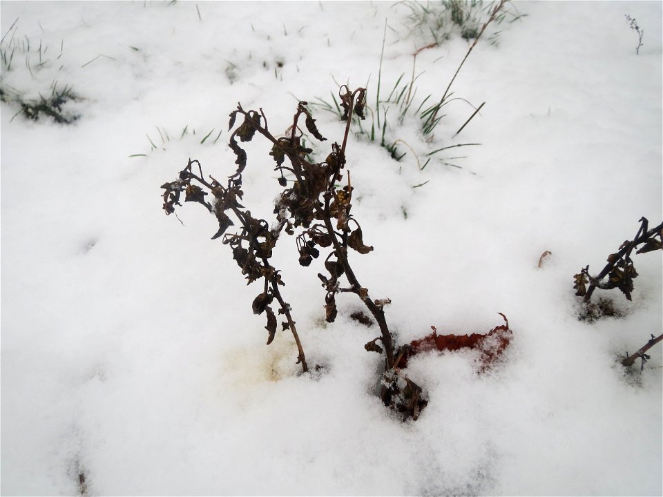 Mumienbotanik: Schwarzer Nachtschatten (Solanum nigrum) im Schnee auf einer Ruderalfläche an der Berlinallee in Hockenheim