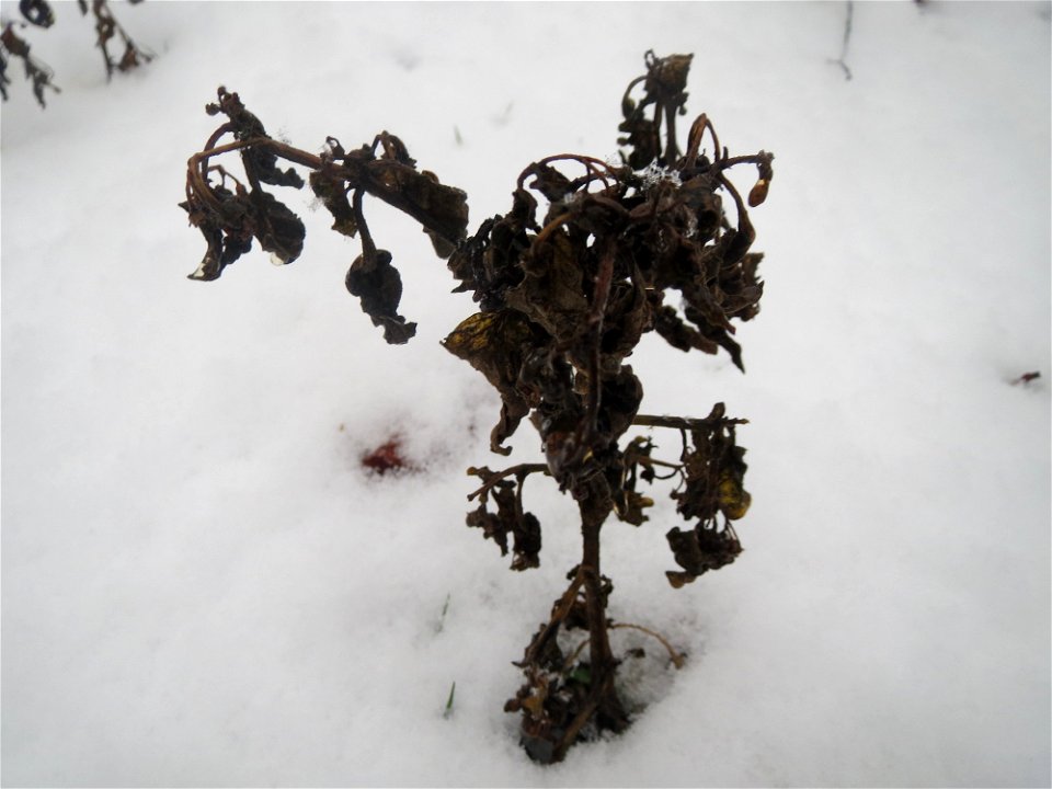 Mumienbotanik: Schwarzer Nachtschatten (Solanum nigrum) im Schnee auf einer Ruderalfläche an der Berlinallee in Hockenheim