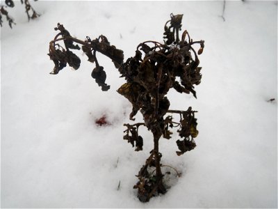 Mumienbotanik: Schwarzer Nachtschatten (Solanum nigrum) im Schnee auf einer Ruderalfläche an der Berlinallee in Hockenheim