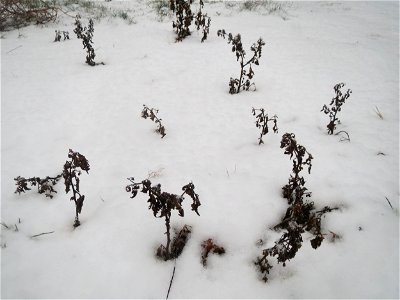 Mumienbotanik: Schwarzer Nachtschatten (Solanum nigrum) im Schnee auf einer Ruderalfläche an der Berlinallee in Hockenheim