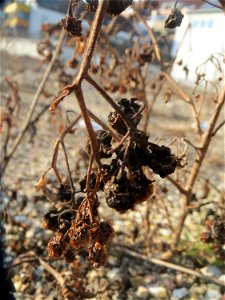 Mumienbotanik: Schwarzer Nachtschatten (Solanum nigrum) in Hockenheim