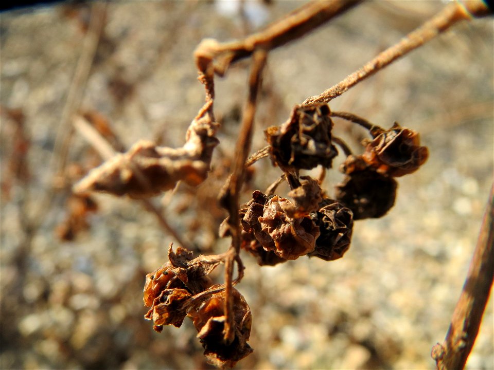 Mumienbotanik: Schwarzer Nachtschatten (Solanum nigrum) in Hockenheim