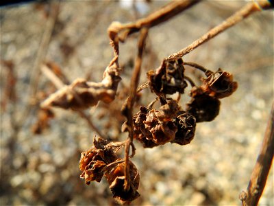 Mumienbotanik: Schwarzer Nachtschatten (Solanum nigrum) in Hockenheim