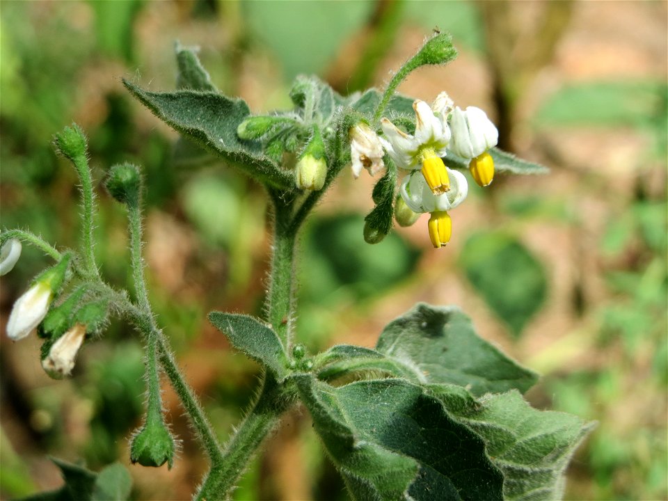 Schwarzer Nachtschatten (Solanum nigrum) am Hockenheimer Baggersee in der Schwetzinger Hardt