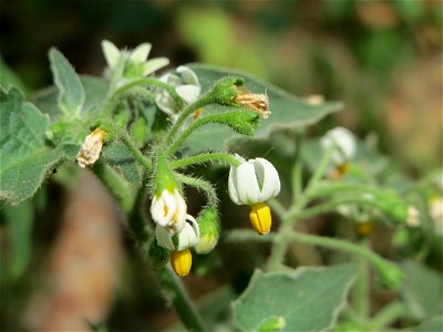 Schwarzer Nachtschatten (Solanum nigrum) am Hockenheimer Baggersee in der Schwetzinger Hardt