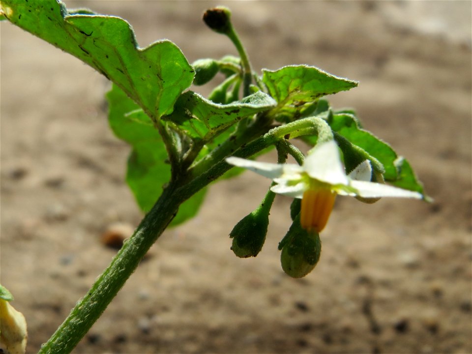 Schwarzer Nachtschatten (Solanum nigrum) bei Wiesbaden-Nordenstadt