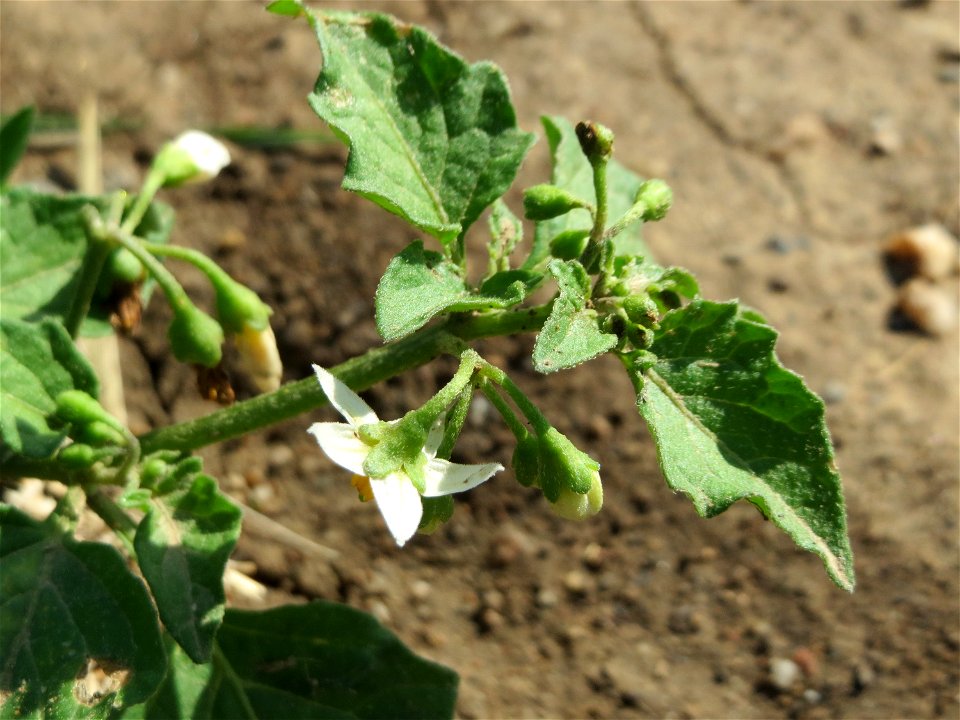 Schwarzer Nachtschatten (Solanum nigrum) bei Wiesbaden-Nordenstadt