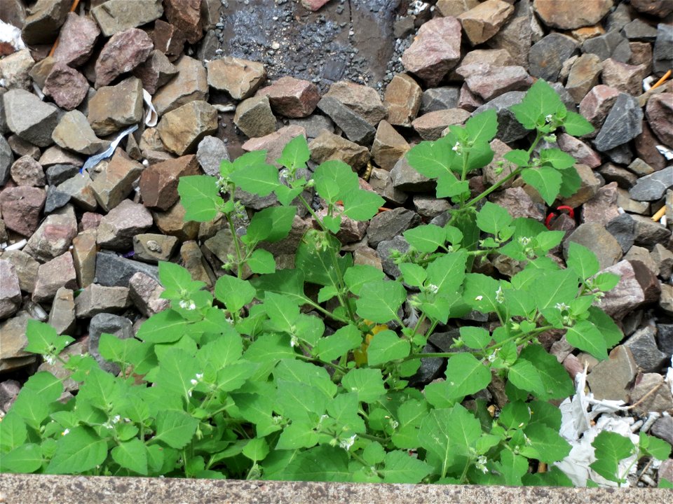 Schwarzer Nachtschatten (Solanum nigrum) am Hauptbahnhof Mannheim