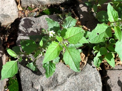 Ritzenbotanik: Schwarzer Nachtschatten (Solanum nigrum) auf Pflasterstein in Saarbrücken