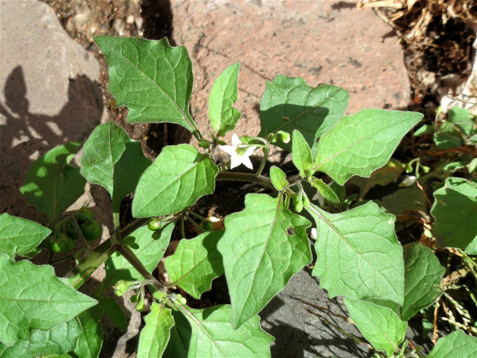 Ritzenbotanik: Schwarzer Nachtschatten (Solanum nigrum) auf Pflasterstein in Saarbrücken