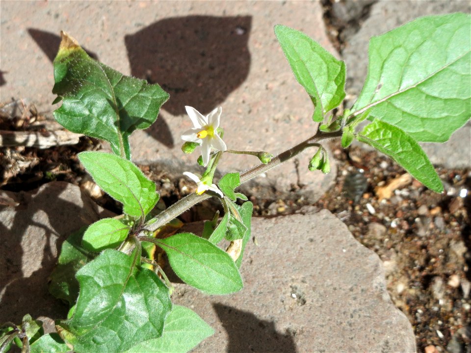 Ritzenbotanik: Schwarzer Nachtschatten (Solanum nigrum) auf Pflasterstein in Saarbrücken