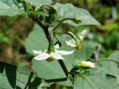 Schwarzer Nachtschatten (Solanum nigrum) in der Schwetzinger Hardt