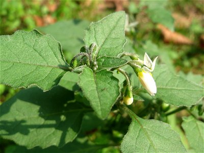 Schwarzer Nachtschatten (Solanum nigrum) in der Schwetzinger Hardt