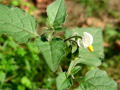 Schwarzer Nachtschatten (Solanum nigrum) in der Schwetzinger Hardt