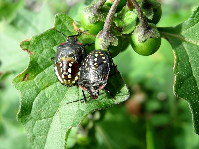 Wanzennymphe (Nezara viridula) an einem Schwarzen Nachtschatten (Solanum nigrum) in Schwetzingen