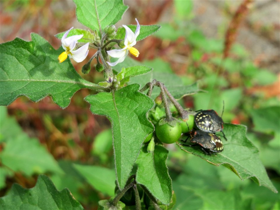 Schwarzer Nachtschatten (Solanum nigrum) in Schwetzingen